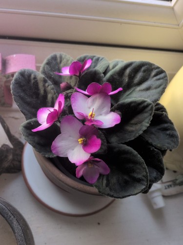 African violet - african, (saintpaulia)