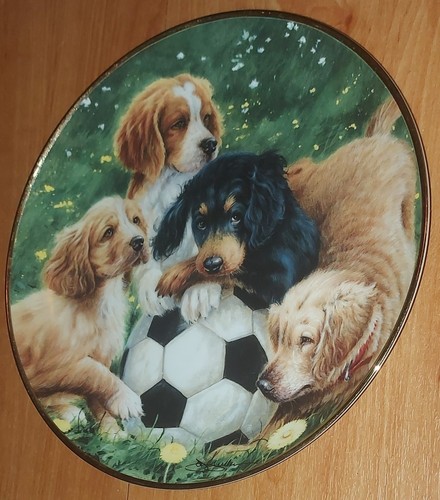 Dogs spaniels football - spaniels,