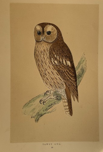 Owls c1855 hand coloured print - owls,