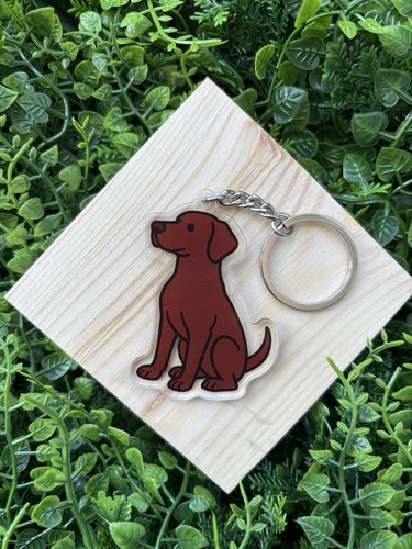 Chocolate labrador retriever - chocolate,