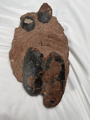 Raptor dinosaur egg nest - raptor,