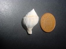 RARE Bartonian Eocene