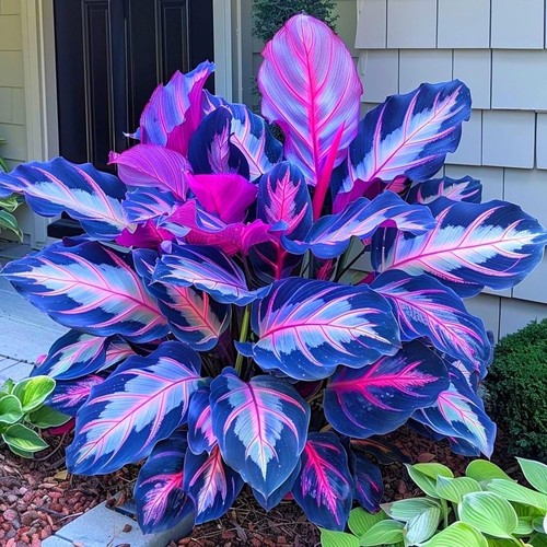 Hosta bulbs rare - hosta, bulbs,rare