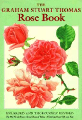 The graham stuart - graham, rose