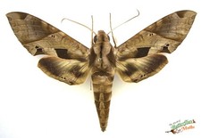 Eumorpha satellitia Sphinx