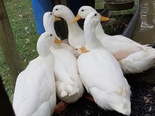 Box+ 4 Aylesbury Duck / White (not khaki ) CAMPBELL  Large Eggs. (LAY ALL YEAR)