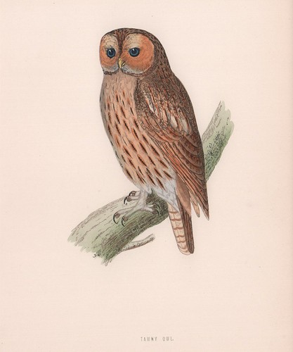Tawny owl morris - tawny, morris's