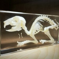 Rabbit Skeleton in Resin, Real