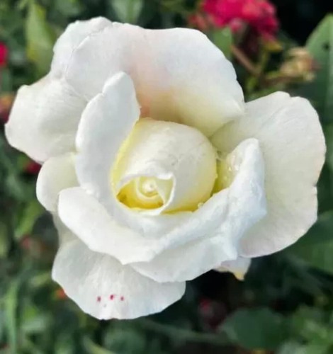 Silver anniversary rose - 'silver,