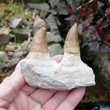Fossil Mosasaur teeth tooth
