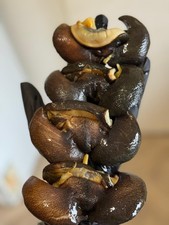 Fresh  Frozen Snails