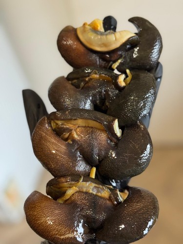 Fresh frozen snails - fresh,