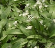 Wild Flower Allium ursinum  - Ramsons - Wild Garlic  500 Seed - Edible