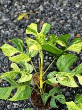 rhaphidophora Ginny Migma variegated | House Plant | Not Monstera