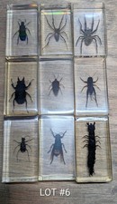 Real Life Bugs & Insects
