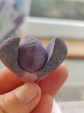 Pleiospilos Nelii Split Rock Living Stone Succulent Houseplant rooted UK only