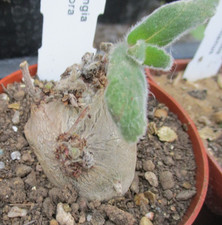 SINNINGIA TUBIFLORA -