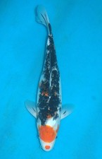 14" Tancho Gorromo (Female)