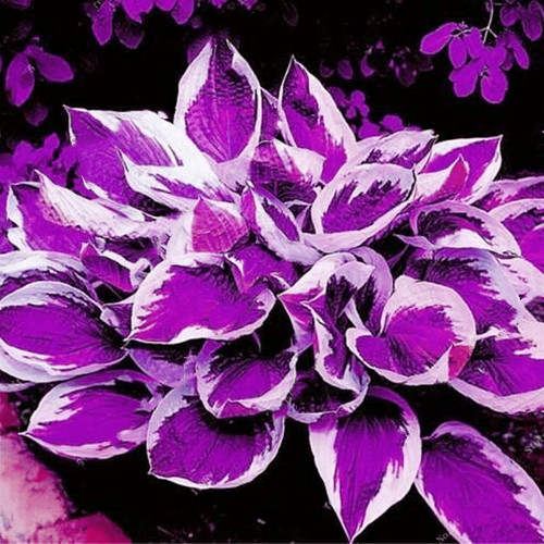 100 purple white - purple,