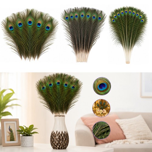 Natural peacock tail feathers - tail,