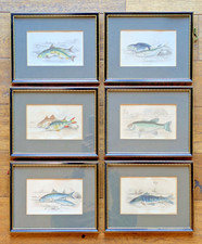 Antique Hand Coloured