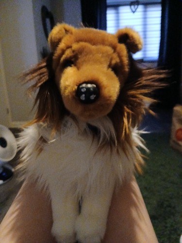Douglas whispy sheltie - douglas,