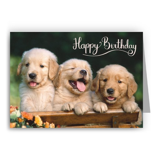 Golden retriever puppies - golden,