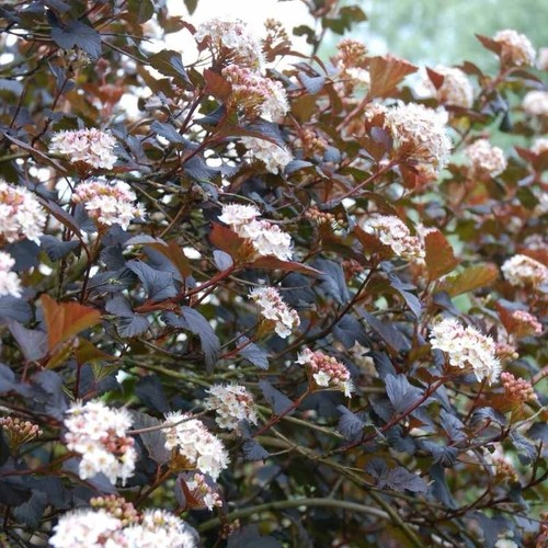 Physocarpus all red litre - physocarpus,
