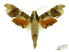 Callionima denticulata hawk