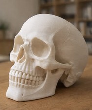 Life sized human skull - human,