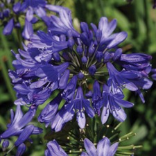 Agapanthus Hardy Perennial