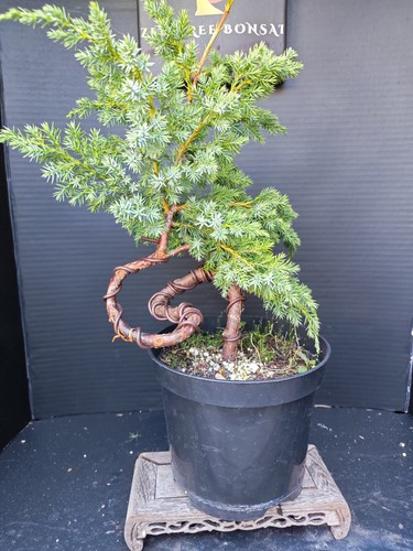 Juniper bonsai tree - bonsai,