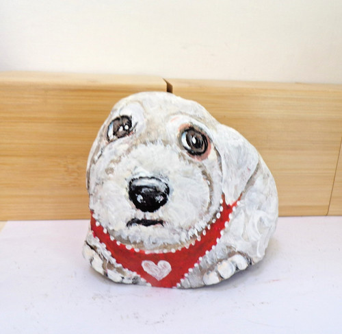 Bichon frise puppy - bichon, hand