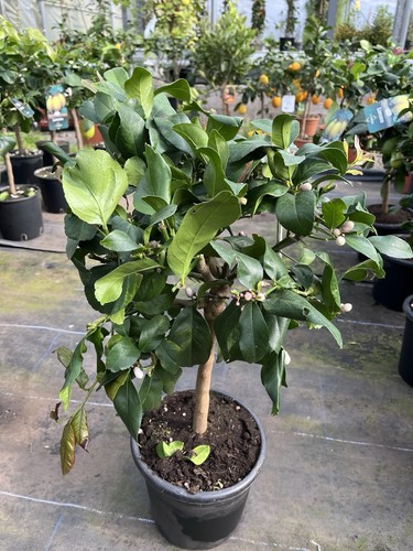 Citrus lemon cappuccio - citrus, 20cm