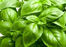  1400 seeds Sweet Basil large