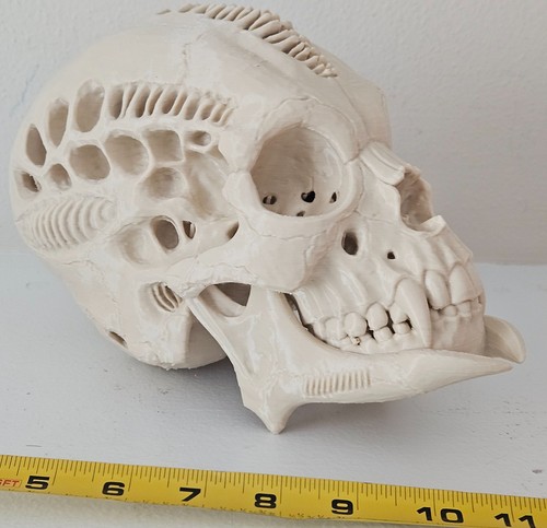 Predator trophy skull replica - predator,
