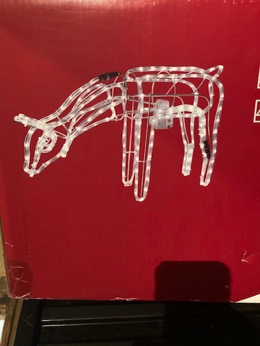 Illuminated grazing reindeer