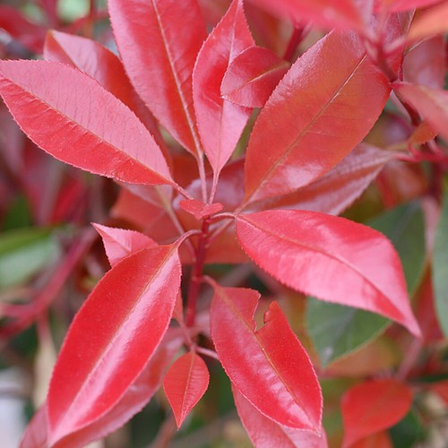 Photinia hardy evergreen - photinia,