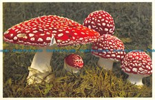 R143032 Mushroom. Fliegenpilz. Fausse orange. Toad stool. E. Gyger