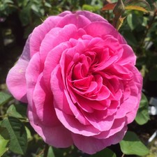 Gertrude Jekyll - 5.5lt Potted