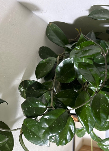 Hoya carnosa wax plant small - wax,