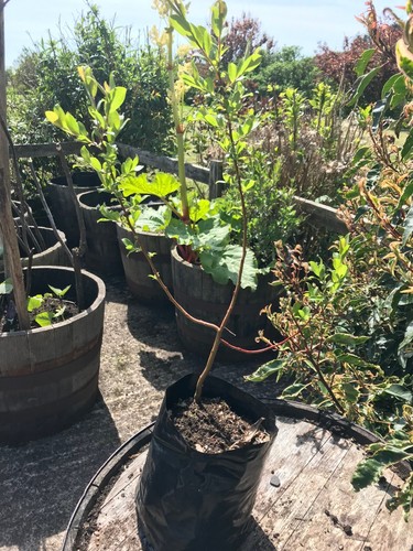 Grey willow native tree 2l - tree,