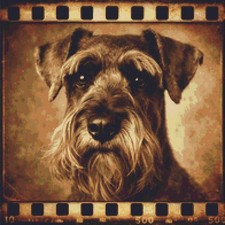 Cesky Terrier Puppy Dog Echoes