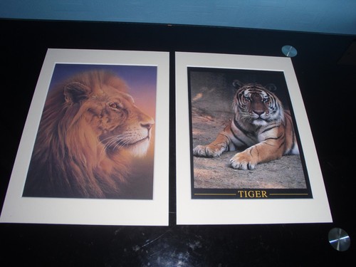 Mounted big cat prints - mounted,