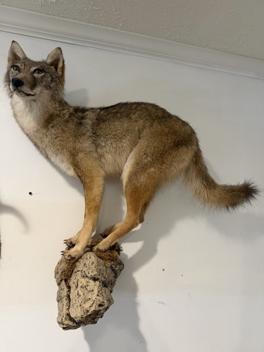 Full body mount - mount, coyote