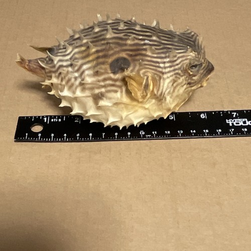 Vintage puffer fish - vintage, fish,