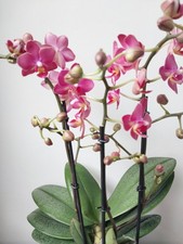 Rare Phalaenopsis 'Secret
