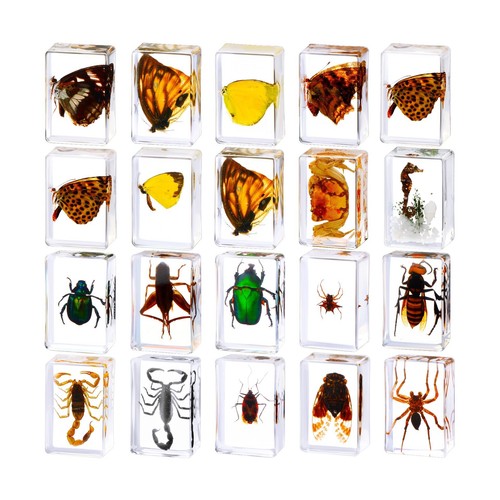 Pcs insect resin bug - pcs,