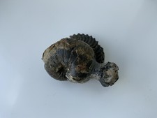 Stunning Nautilus + Ammonite