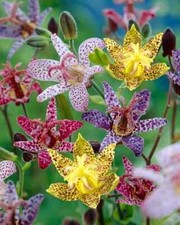 3 Tricyrtis Japan Garden liana Toad Lily Perennial vine Orchid flower plug plant